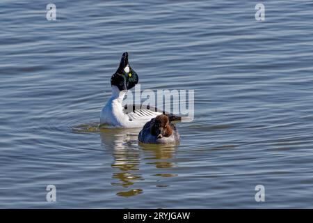 Il comune GoldenEye (Bucephala clangula) Foto Stock