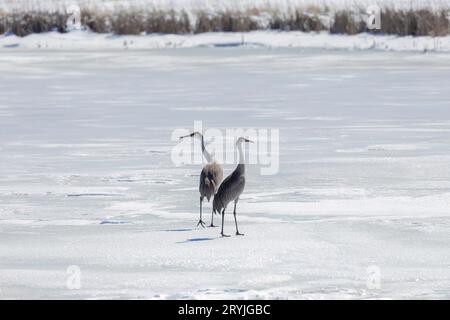 La gru di sabbia (Antigone canadensis) Foto Stock