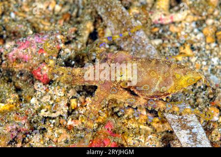 Una foto di un polpo ad anello blu Foto Stock