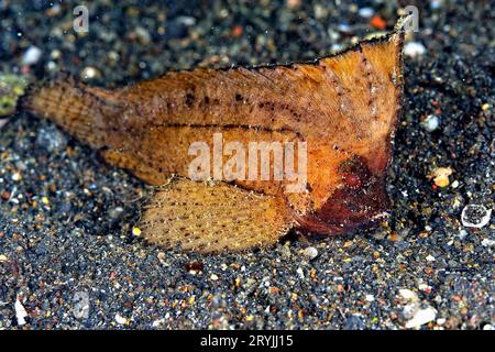 Un'immagine di un pesce foglia Foto Stock