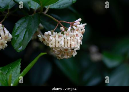 Viburnum suspensum - gruppi di piccoli fiori bianchi su un ramo, fuoco selettivo. Sfondo fiore primaverile Foto Stock