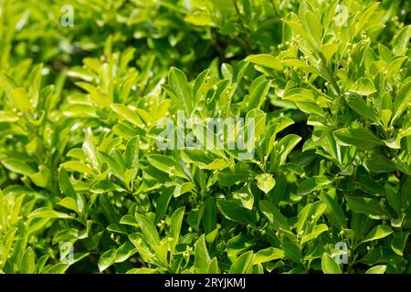 Le foglie verdi di piante sempreverdi mandrino giapponese o arbusto Euonymus japonicus. Il concetto di viaggi paesaggistici e destinazioni panoramiche. Foto Stock