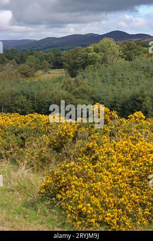 Vista da Caer Drewyn Hillfort Corwen della catena montuosa di Berwyn Foto Stock