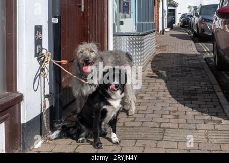 Due cani legati fuori da un negozio in Hampshire, Inghilterra, Regno Unito. Un collie di confine e un cucciolo di wolhound irlandese Foto Stock