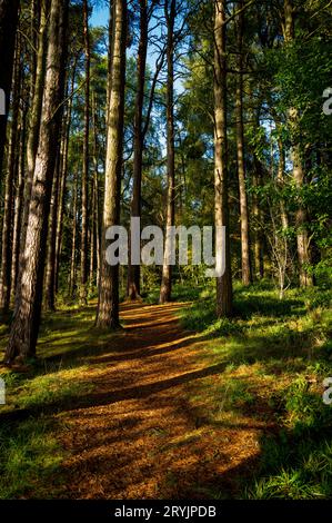 Sentiero boschivo a Braidwood, South LanarkshireForesta decisa all'inizio dell'autunno a Braidwood, South Lanarkshire, Scozia Foto Stock