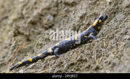 Ritratto ravvicinato di Salamandra salamandra alias salamandra di fuoco nel suo habitat all'inizio dell'autunno. Camminare nel fango. Natura della repubblica Ceca. Foto Stock