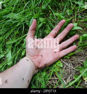 mano di persona con formiche nere sopra quel morso e puntura e causare formicolio e disagio all'uomo Foto Stock