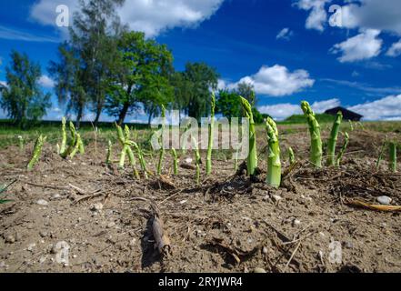 Asparagi verdi freschi in campo durante il periodo del raccolto in una soleggiata giornata estiva Foto Stock