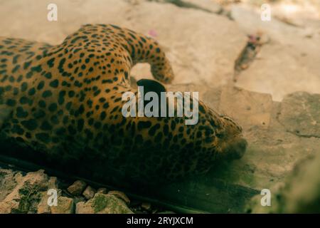 jaguar riposa sulla roccia nello zoo. Foto di alta qualità Foto Stock