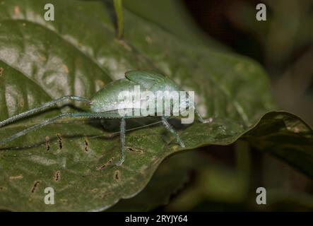 Grande grassopper verde foresta con lunghe antenne su una foglia. Foto Stock