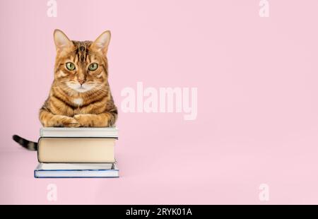 Gatto del Bengala con una pila di libri su sfondo colorato. Foto Stock