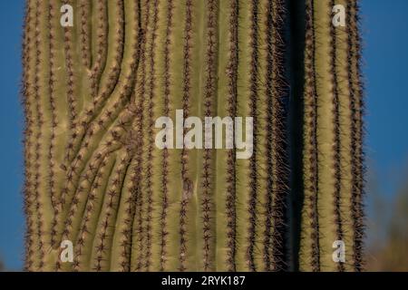 Primo piano texture del tronco di Cactus Saguaro nel deserto di Sonora Foto Stock