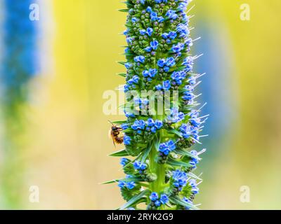 Echium candele orgoglio di Madeira fiore blu Spike con un fondo naturale verde sfocato vegetazione Foto Stock