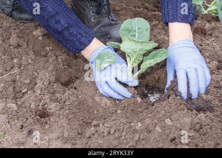 Le mani ravvicinate di una donna giardiniera sta piantando piantine di cavolo verde. Foto Stock