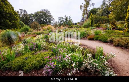 L'area Heather Landscape di Howard's Field presso RHS Garden Wisley, Surrey, dalla fine dell'estate all'inizio dell'autunno con fiori di Limonio e Helichrysum Foto Stock
