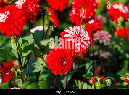 Dahlia 'Pacific Time', rossa e bianca, fioritura nel campo di prova del RHS Garden Wisley, Surrey, Inghilterra sud-orientale, all'inizio dell'autunno Foto Stock