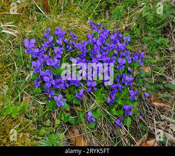Violetto di legno; violetto di siepi; violetto di legno pallido; violetto di legno sottile; Foto Stock