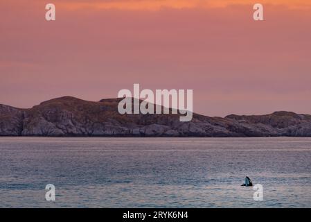 Balene selvagge nelle isole Lofoten, Norvegia Foto Stock