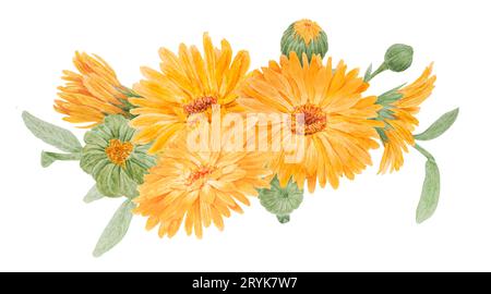 Boquet di calendula officinalis acquerello illustrazioni disegnate a mano. Elementi botanici per etichette, prodotti ecologici, tessuti, erbe naturali Foto Stock