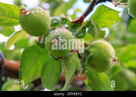 Frutti di mele immaturi sul ramo di albero con foglie. Profondità di campo. La coltivazione di frutta in giardino. Foto Stock