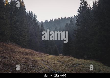 Wanderung Werraquelle 19122020 - Wanderung zur Werraquelle bei Fehrenbach im Thüringer Wald im Dezember 2020. Fehrenbach Werraquelle Thüringen Deutschland *** escursione Werraquelle 19122020 escursione alla sorgente del Werra vicino a Fehrenbach nella foresta della Turingia nel dicembre 2020 Fehrenbach Werraquelle Turingia Germania 191220 ppb klein-1 Credit: Imago/Alamy Live News Foto Stock