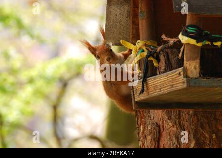 Basso angolo colpo di uno scoiattolo arrampicata intorno a una casa di uccelli di legno su un albero Foto Stock