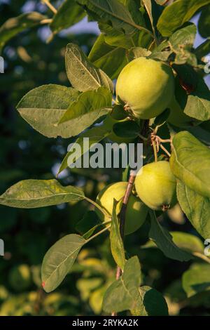 Frutti di mele immature sul ramo dell'albero. Foto Stock