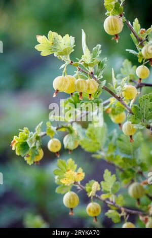 Frutti di bosco maturi che crescono nel cespuglio del giardino. Foto Stock