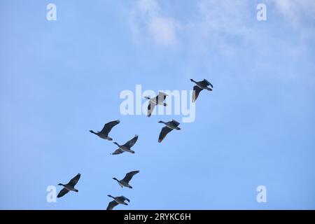 Gregge di sette/otto oche grigie occidentali migranti (Anser anser) che volano nel cielo blu con nuvole bianche sullo sfondo Foto Stock