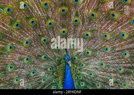 Un pavone blu e verde a Terry Bison Ranch, Wyoming Foto Stock