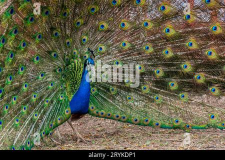 Un pavone blu e verde a Terry Bison Ranch, Wyoming Foto Stock