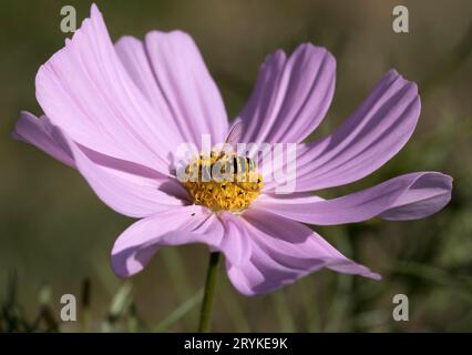 Hoverfly Syrphus RibesII Hoverfly su Pink Cosmos Daisy Foto Stock
