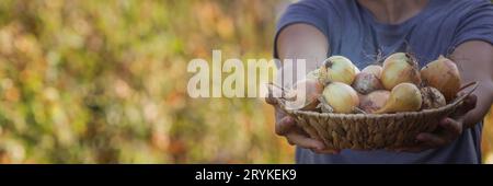 L'agricoltore tiene un cesto con le cipolle in mano. Messa a fuoco selettiva. Foto Stock