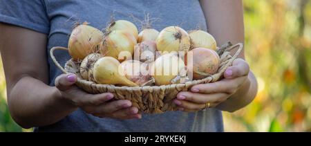 L'agricoltore tiene un cesto con le cipolle in mano. Messa a fuoco selettiva. Foto Stock