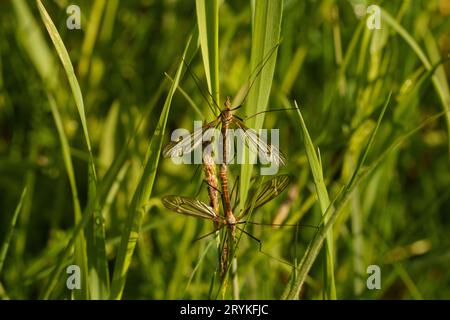 Tipula nubeculosa famiglia Tipulidae genere Tipula grande zanzara selvatica carta da parati, foto, fotografia Foto Stock