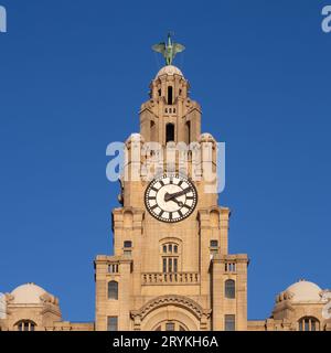 Liver Bird bella in cima al Royal Liver Building di Liverpool. Foto Stock
