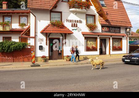 Coppia turistica che cammina lungo una pecora vagante sulla strada degli affari turistici vicino alla fortezza del Castello di Bran Foto Stock