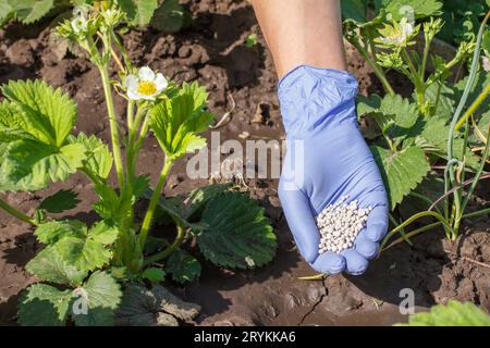 Mano contadina in guanto di gomma per fertilizzanti chimici ai giovani cespugli di fragole Foto Stock