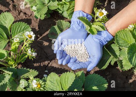 L'agricoltore indossa guanti di gomma per concimare le boccole giovani Foto Stock