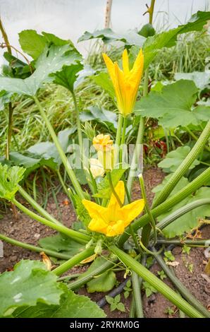 Foto ravvicinata di fiori di zucchine commestibili in una serra biologica, messa a fuoco selettiva. Foto Stock