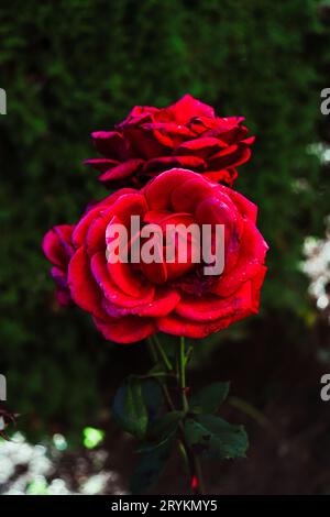 Un fiore di rosa ibrido di tè rosso su sfondo verde bokeh. Sparato in Romania Foto Stock