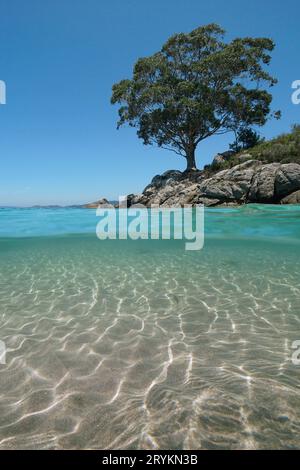 Un albero di eucalipto su una costa rocciosa dell'oceano con sabbia sott'acqua, vista spaccata su e sotto la superficie dell'acqua, scenario naturale, costa atlantica della Spagna Foto Stock