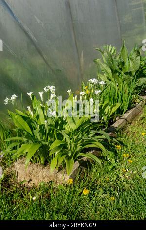 Aglio selvatico fiorito (Allium ursinum) nel giardino. La pianta è anche conosciuta come ramson, buckram, aglio a foglia larga, legno g Foto Stock