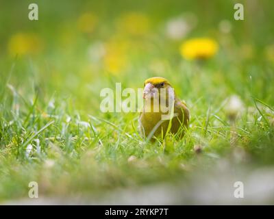 Verde e giallo songbird, verdino dettagliato in piedi in erba. Sullo sfondo speciale bokeh verde e giallo Foto Stock