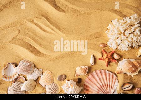 Conchiglie sorprendenti sullo sfondo sabbioso della spiaggia di mare con spazio per la copia del testo. Estate, vacanze al mare, concetto di viaggio Foto Stock