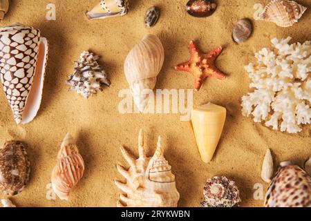 Collezione di diverse conchiglie e stelle marine su sfondo spiaggia sabbiosa Foto Stock