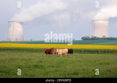 Mucche francesi che fingono in un prato di fronte ai camini affumicati della centrale nucleare a Cattenom Foto Stock