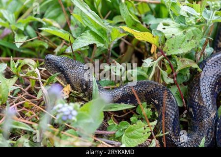 Malagasy Tree Boa, Sanzinia madagascariensis, Ranomafana National Park, Madagascar Foto Stock