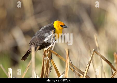 Uccello nero con testa gialla arroccato su erba secca. Foto Stock