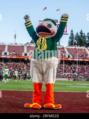 Settembre 30 2023 Palo alto, CA USA Oregon Duck celebra un touchdown dell'Oregon durante la partita di football NCAA tra gli Oregon Ducks e gli Stanford Cardinal.Oregon batte lo Stanford 42-6 allo Stanford Stadium Palo alto, CA Thurman James/CSM Foto Stock